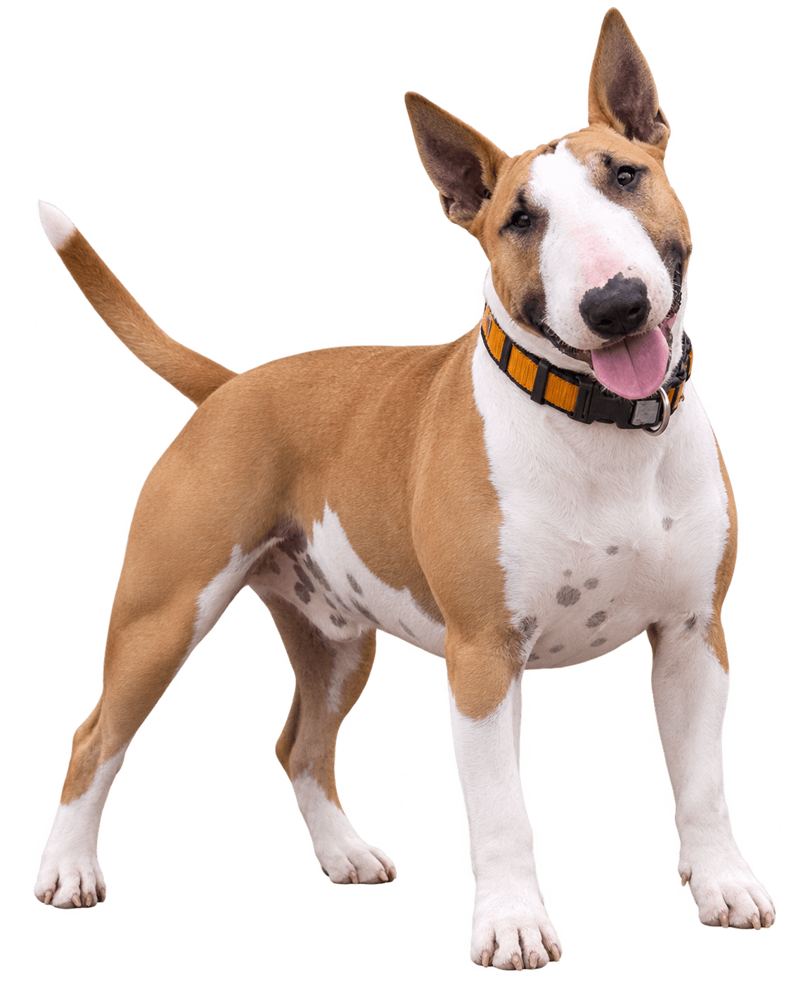 Corazon, rot-weiße Bullterrier-Hündin, die früher selbst extrem an der Leine gezogen hat