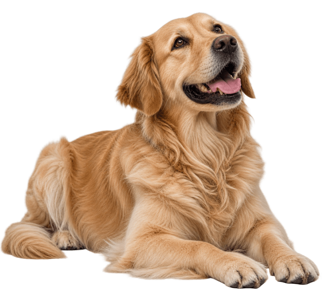 Golden Retriever liegt entspannt und schaut aufmerksam nach oben, Hundetraining in Deutsch-Wagram
