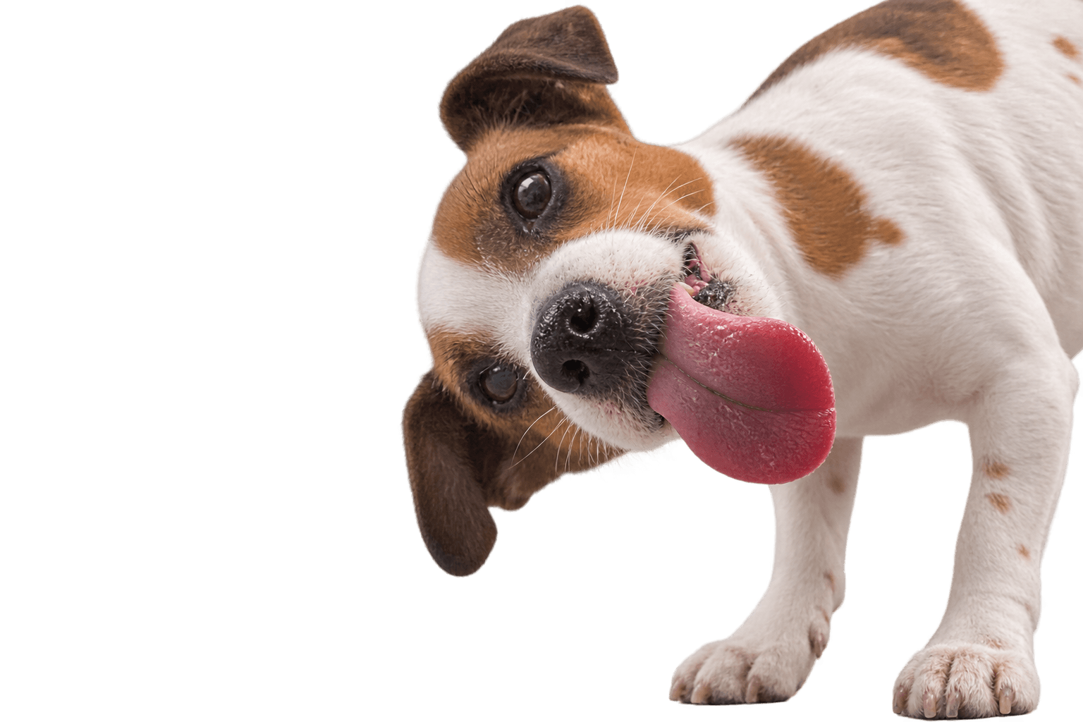 Jack Russell Terrier mit schief gelegtem Kopf und heraushängender Zunge schaut in die Kamera, mobiler Hundetrainer für Wien