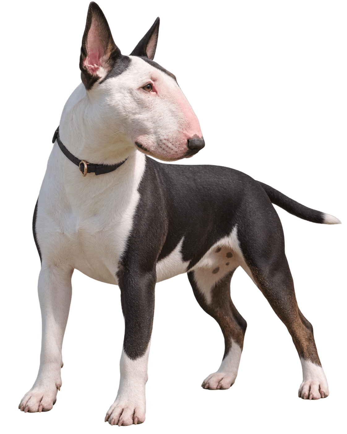 River, weiße Standard-Bullterrier-Hündin, mit der Philine die Prüfungen Professionelle Tiersuche Basic 1 und 2 bestanden hat